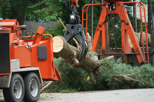 Best Arborist Consultation Services  in El Valle De Arroyo Seco, NM