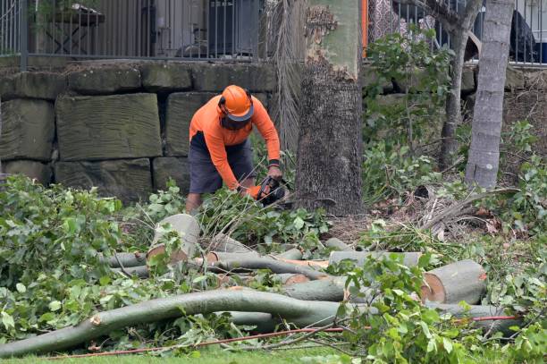 Best Tree Removal  in El Valle De Arroyo Seco, NM